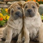 Shar pei puppies